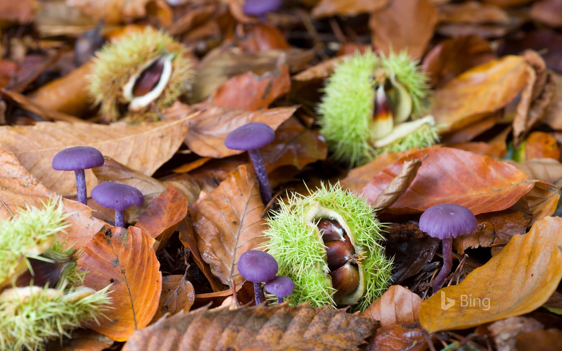 Bing Wallpaper: Fallen sweet chestnuts and amethyst deceivers in Norfolk, England