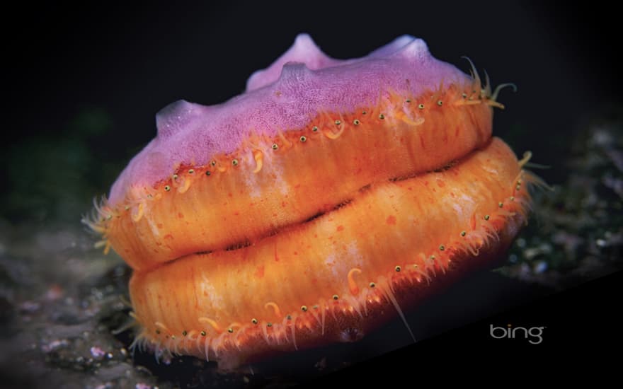 A Pacific pink scallop in the Pacific Ocean, British Columbia, Canada