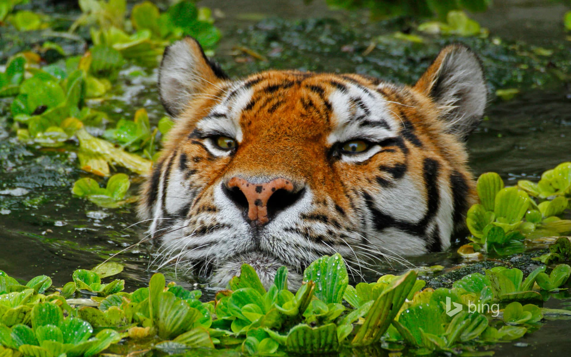Bing Wallpaper: A Siberian tiger takes a swim at the Antwerp Zoo in Belgium