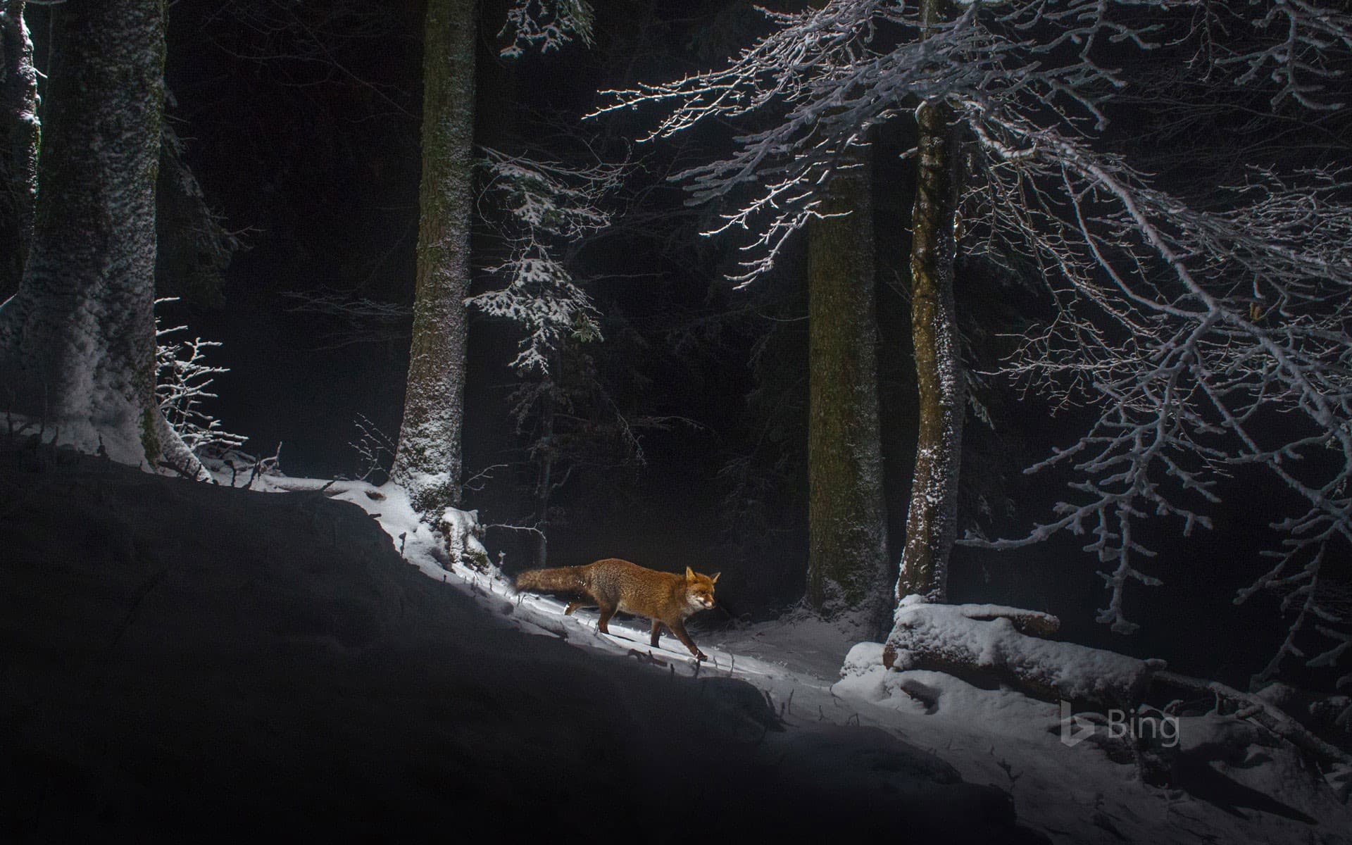 Bing Wallpaper: A red fox on the Swiss side of the Jura Mountain range