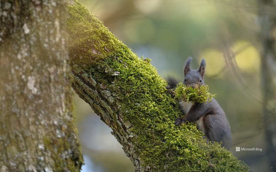 A female Eurasian red squirrel carrying moss, Switzerland