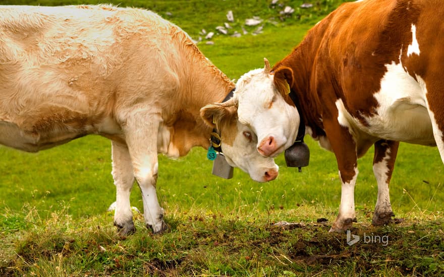 Cows in Thurgau, Switzerland