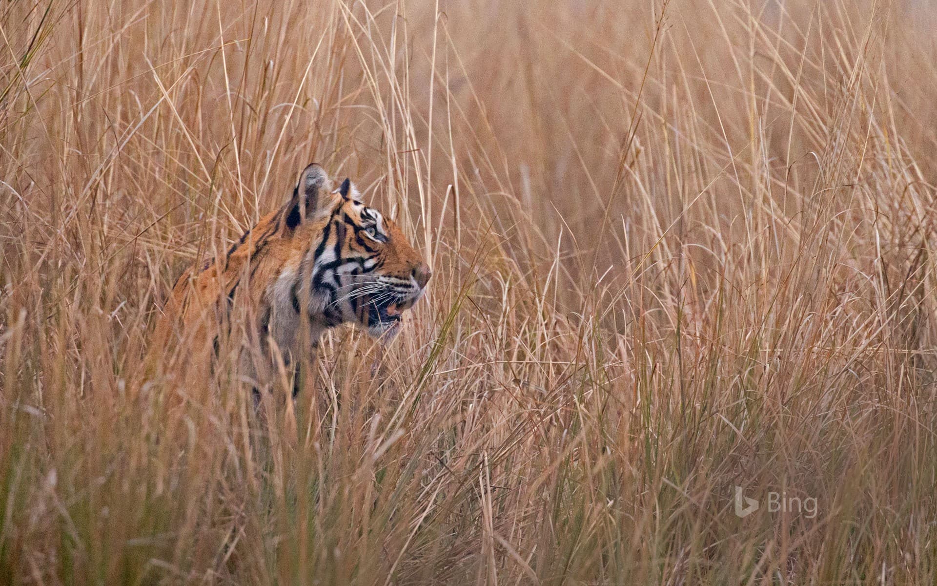 Bing Wallpaper: A Bengal tiger called ‘Krishna' or ‘T19’ in Ranthambore National Park, India