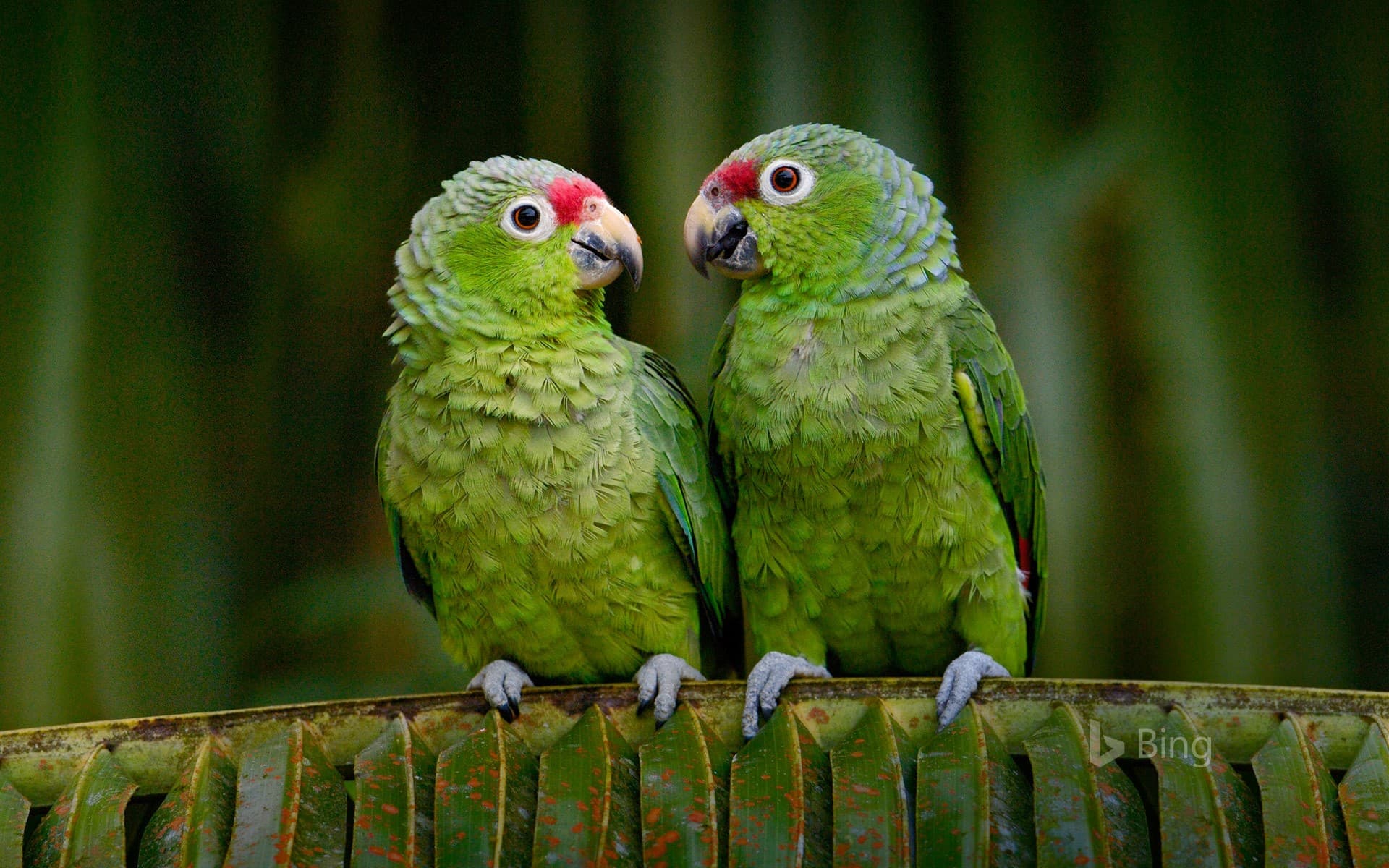 Bing Wallpaper: Red-lored parrots in Ecuador