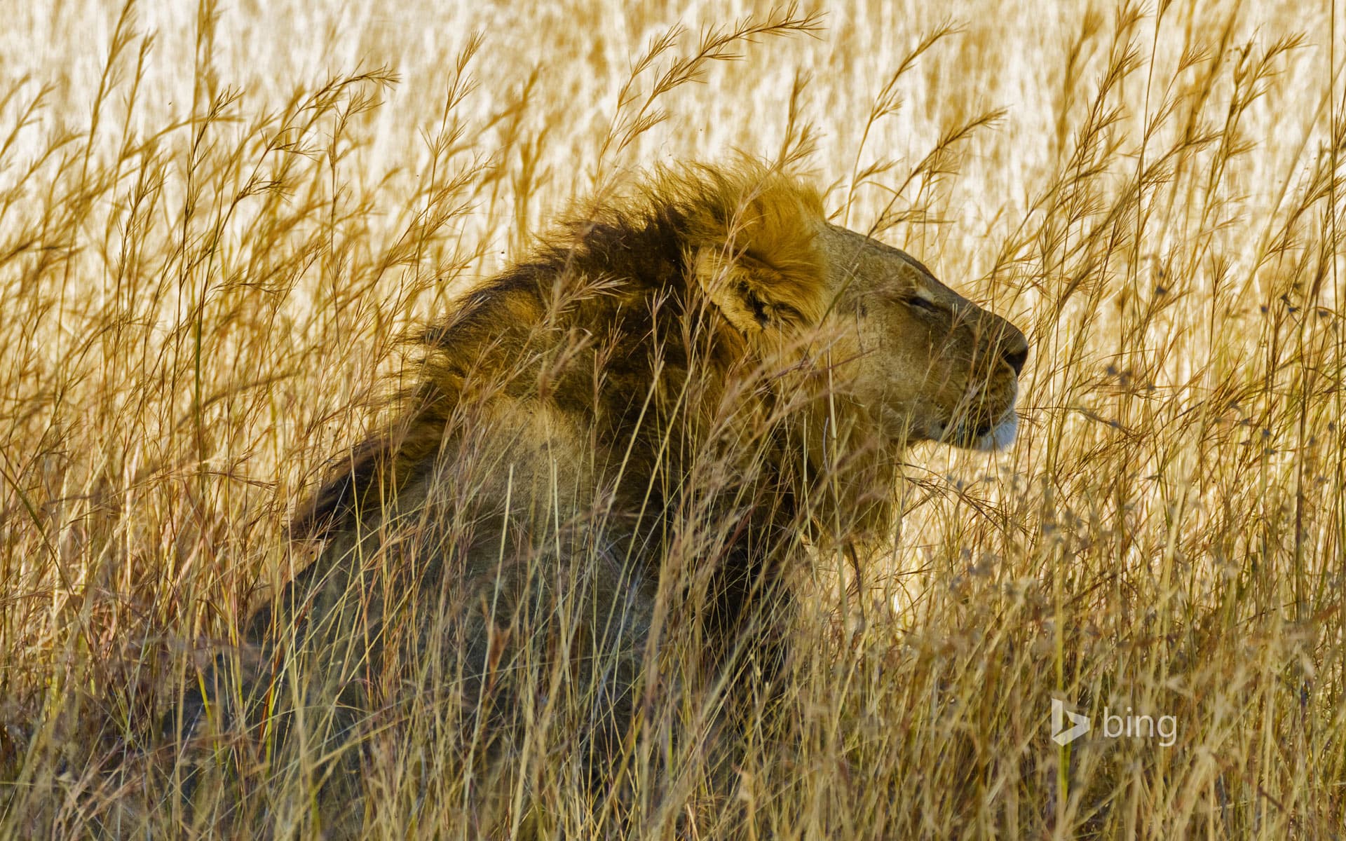 Bing Wallpaper: A lion in Hwange National Park, Zimbabwe