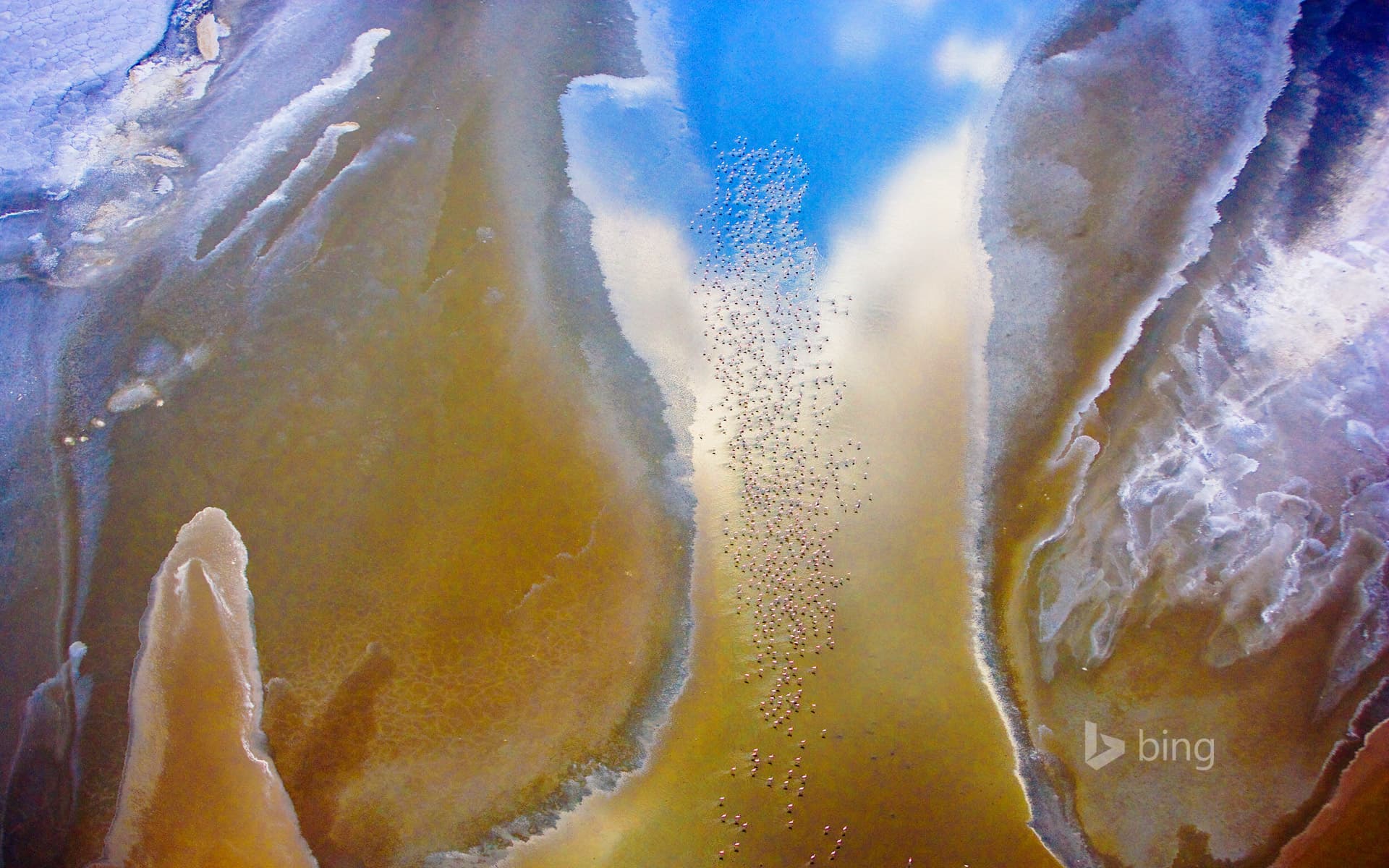 Bing Wallpaper: Lesser flamingos on Lake Natron in Tanzania