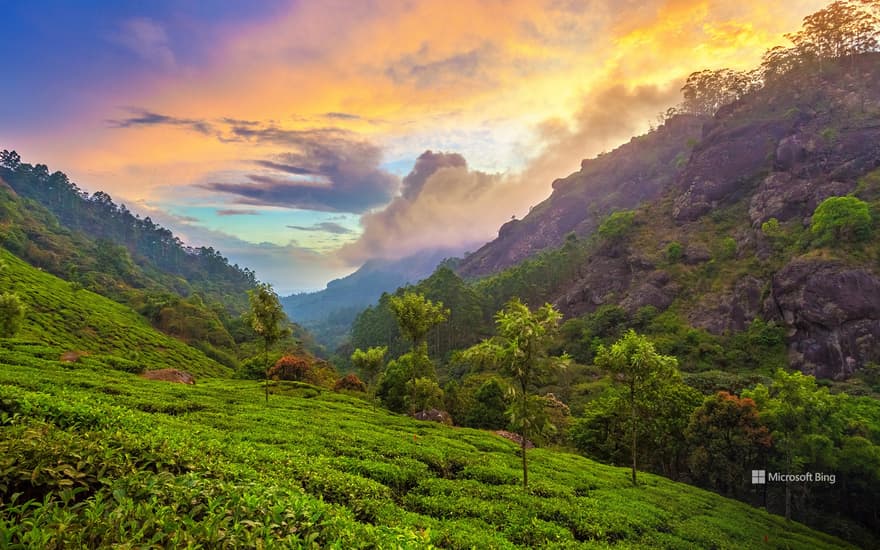 Tea plantation near Munnar, Kerala, India