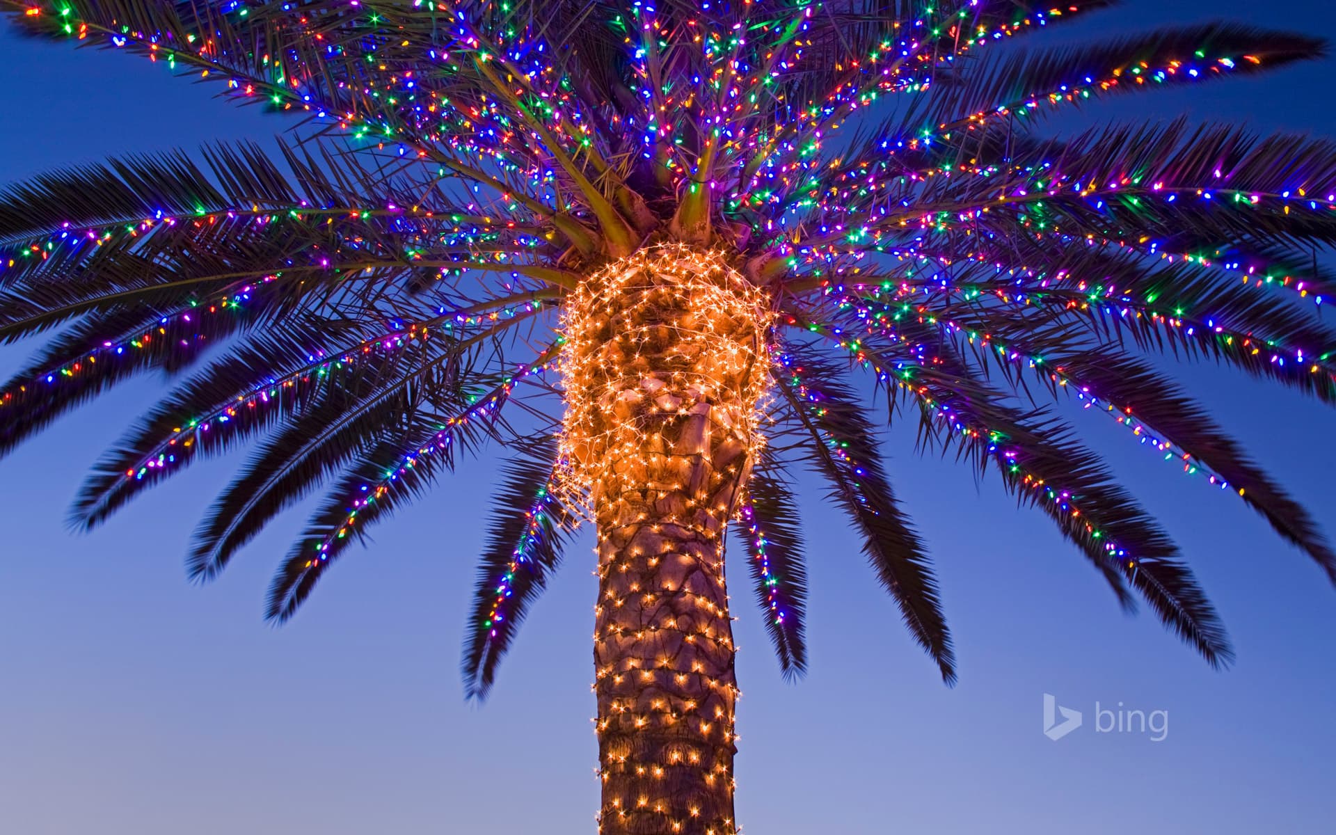 Bing Wallpaper: Christmas lights in a palm tree at a winery, Temecula Valley, California, USA