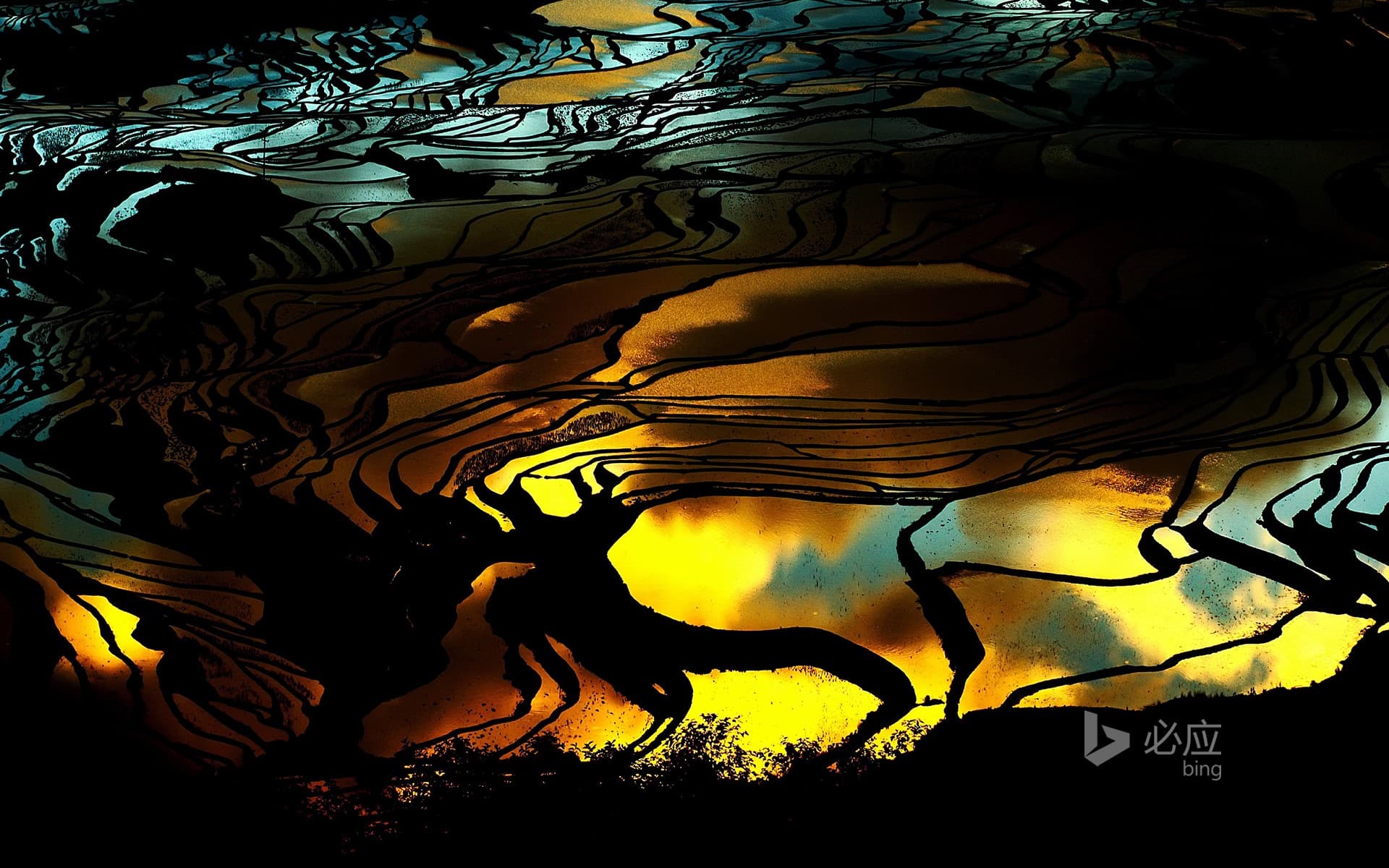 Bing Wallpaper: [Little Summer Today] Terraced Fields in Yuanyang