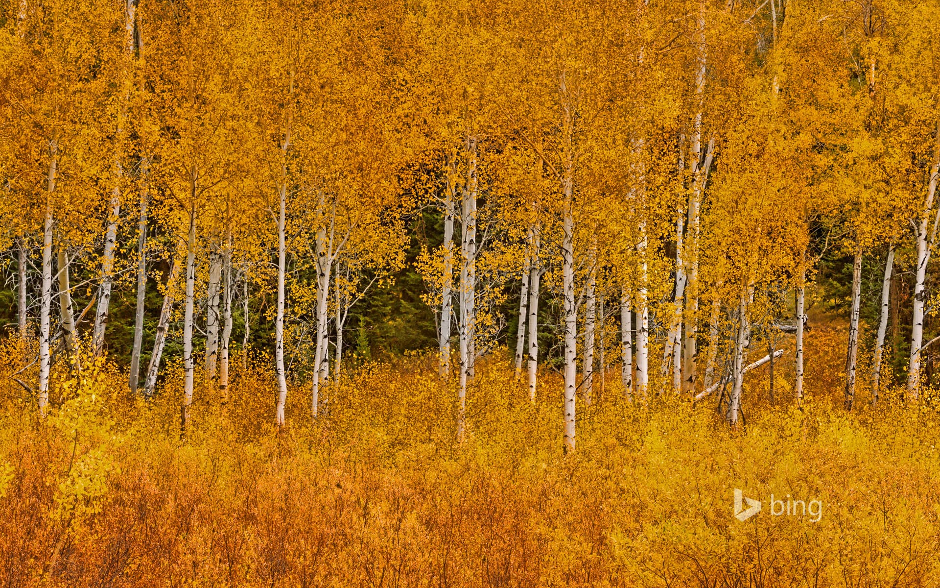 Bing Wallpaper: Autumn aspens in Grand Teton National Park, Wyoming