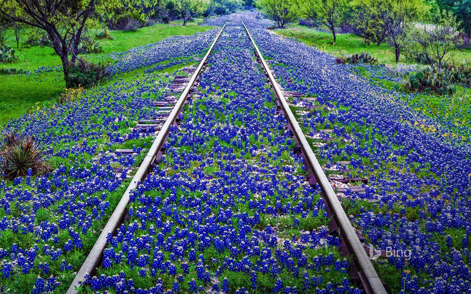 Bing Wallpaper: Bluebonnet wildflowers near Llano, Texas