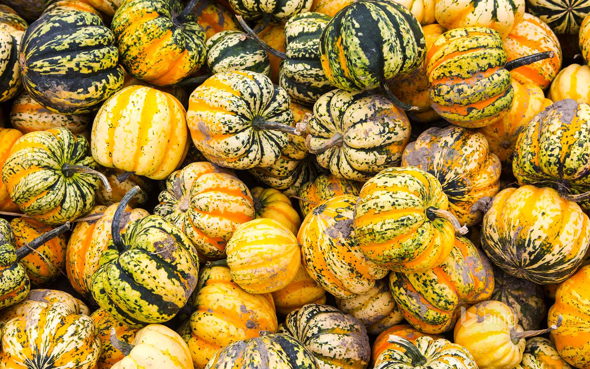 Bing Wallpaper: Festival squash for sale at a farm produce market, Canada