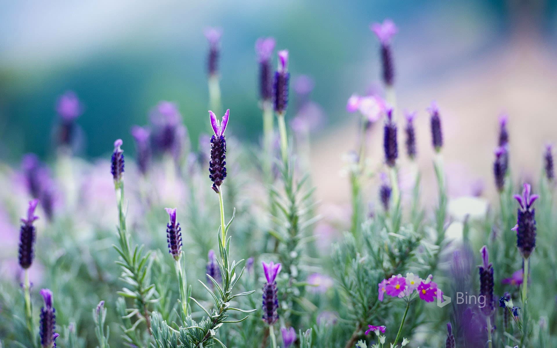 Bing Wallpaper: Lavender blooming in northern Thailand