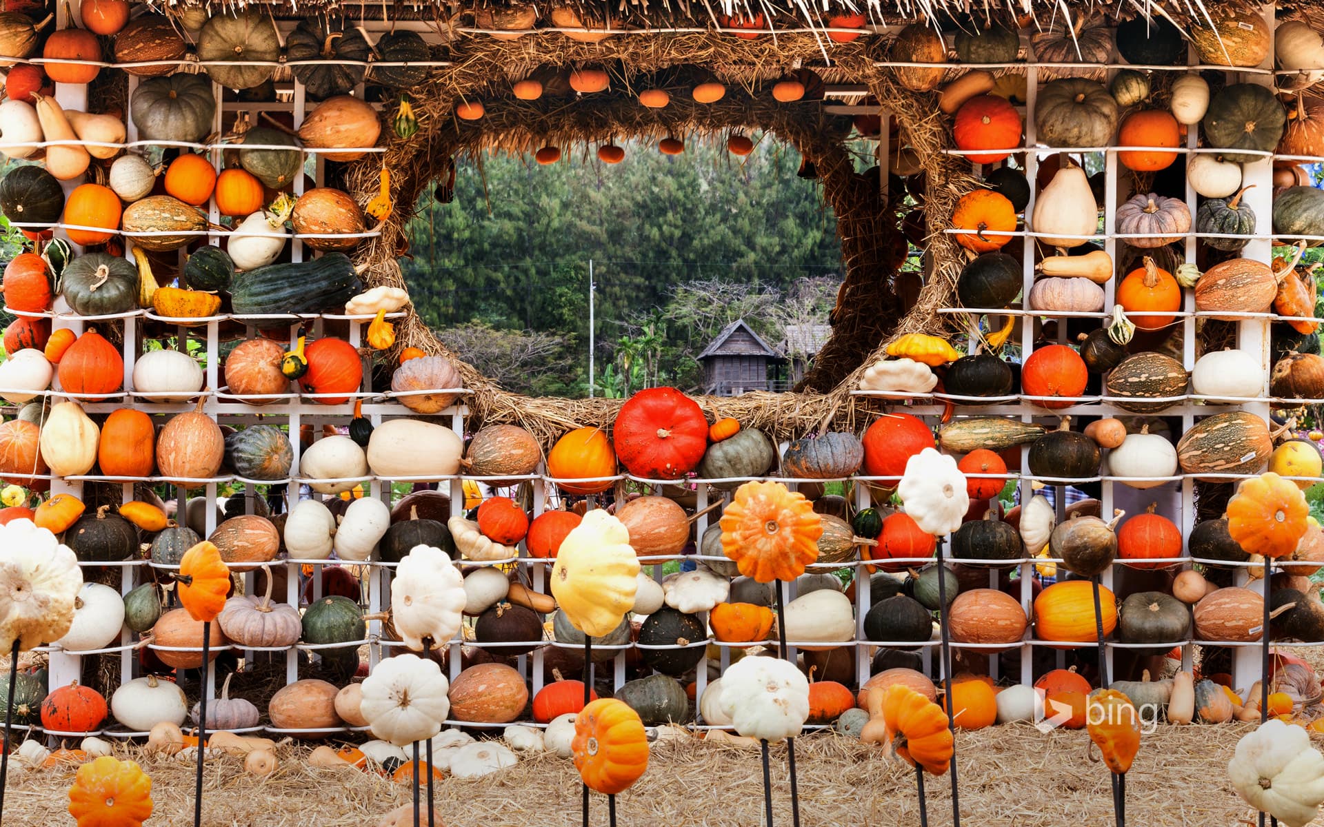 Bing Wallpaper: Colorful display of gourds, squash, and pumpkins in Nakhon Ratchasima, Thailand