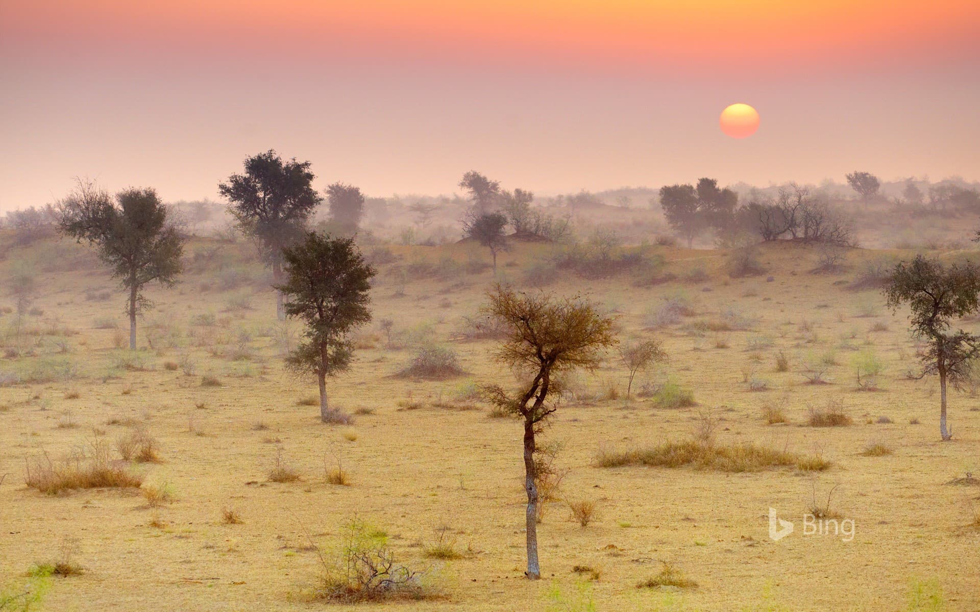 Bing Wallpaper: Thar Desert near Jaisalmer, Rajasthan, India