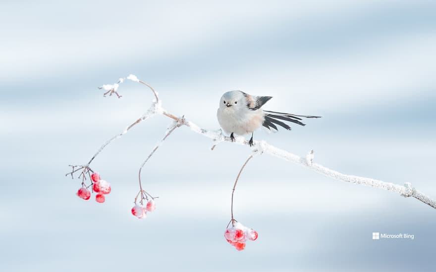 Bing Wallpaper: Northern long-tailed tits perched on tree branches, Daqing City, Heilongjiang Province, China