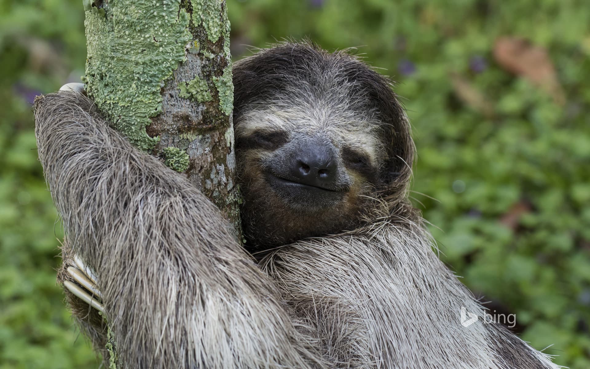 Bing Wallpaper: Three-toed sloth, Costa Rica
