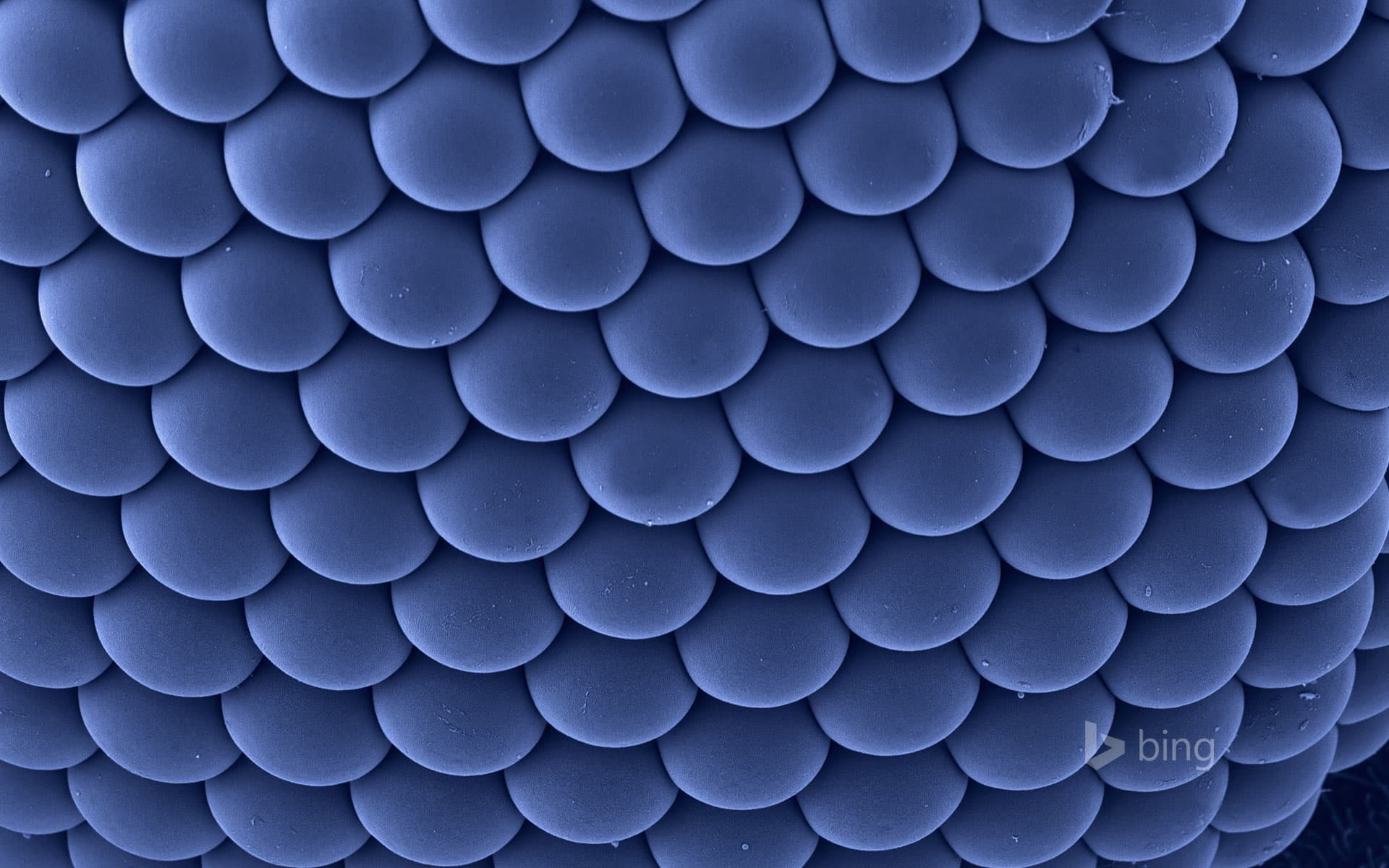 Bing Wallpaper: Compound eye of a female Asian tiger mosquito