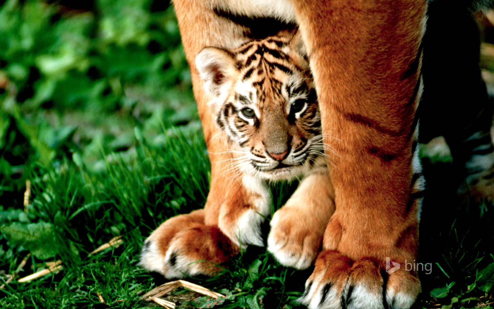 Bing Wallpaper: A six-week-old Bengal tiger cub peers out from between its mother's front legs