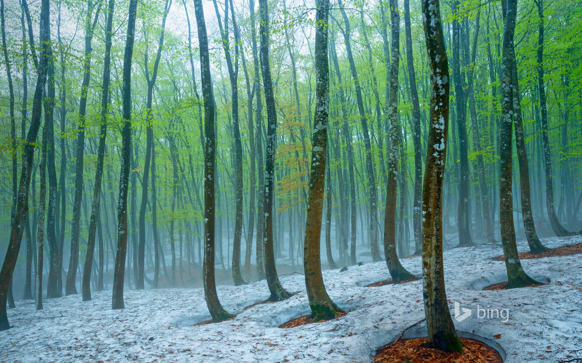 Bing Wallpaper: Beech forest near Tokamachi, Japan