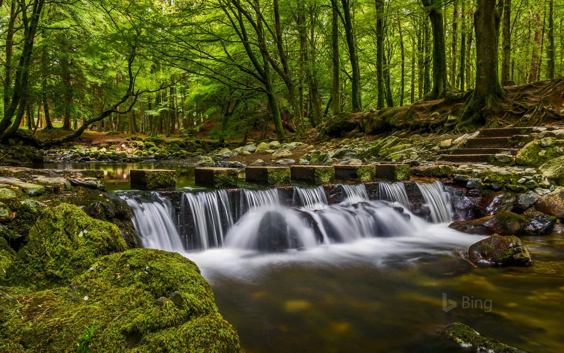 Bing Wallpaper: Stepping stones in Tollymore Forest Park, County Down, Northern Ireland