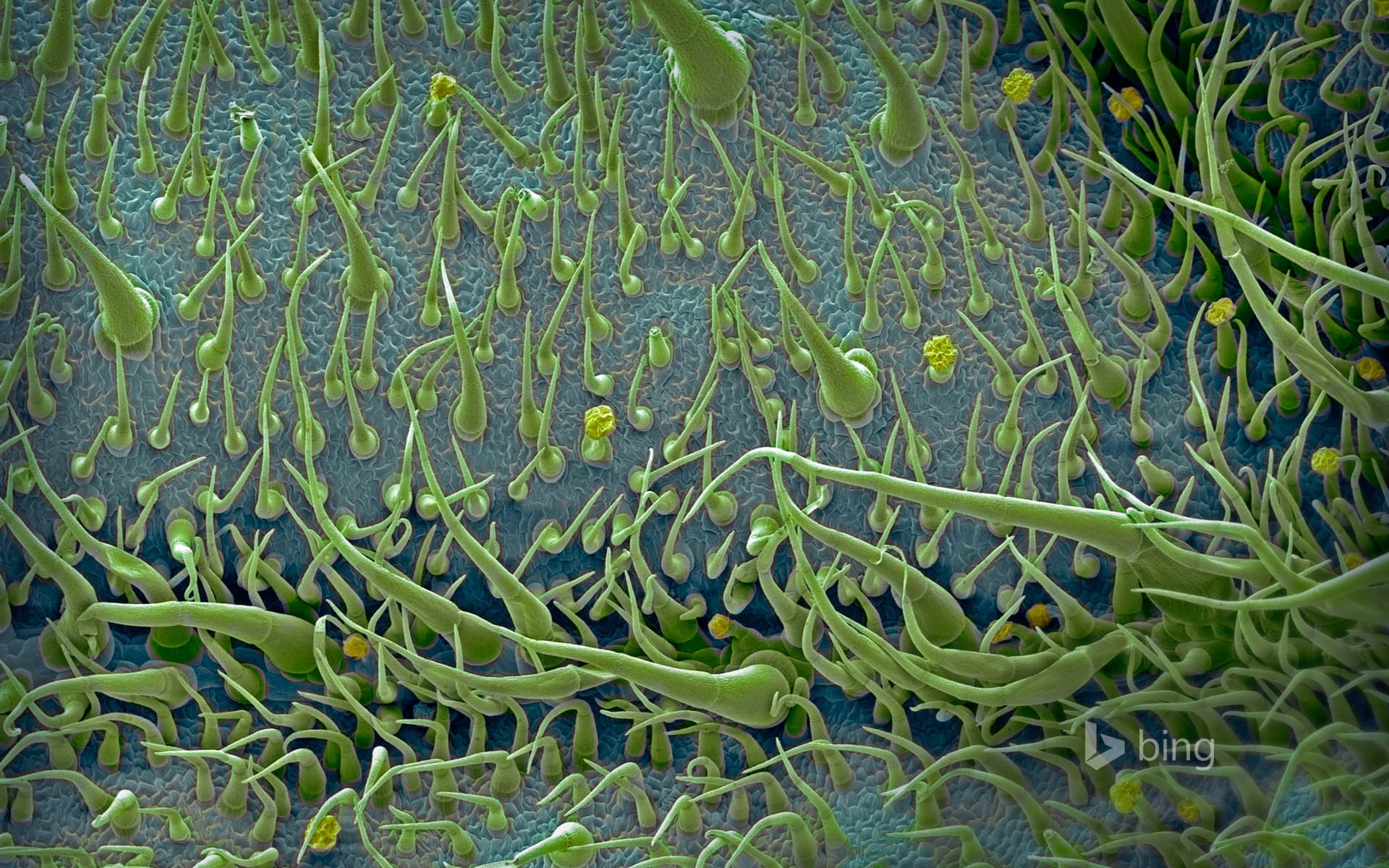 Bing Wallpaper: Surface of a tomato leaf