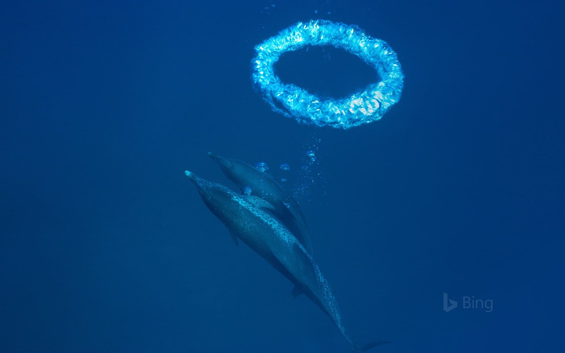 Bing Wallpaper: Atlantic spotted dolphins and bubble ring in Little Bahama Bank, Bahamas