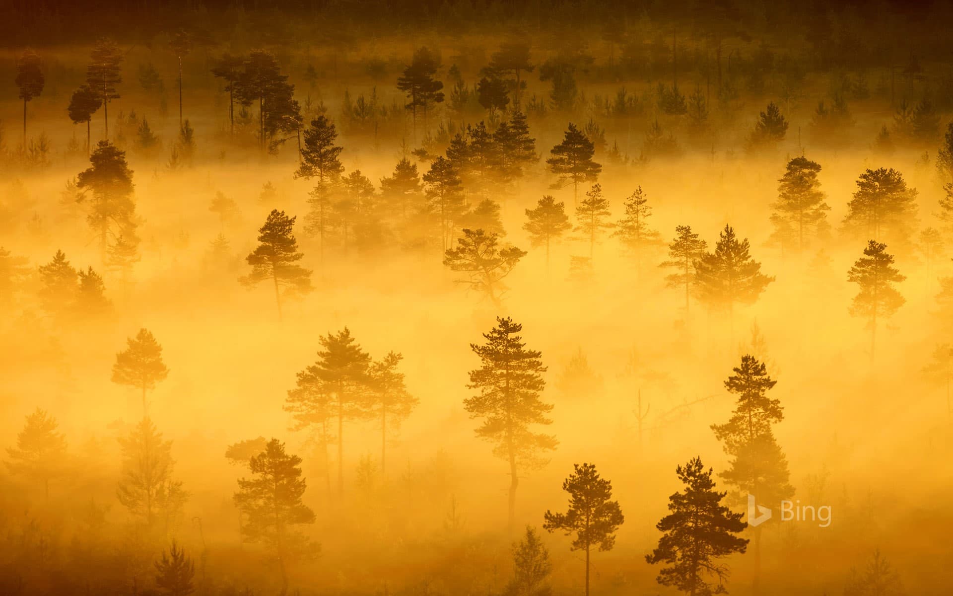 Bing Wallpaper: Torronsuo National Park in Finland