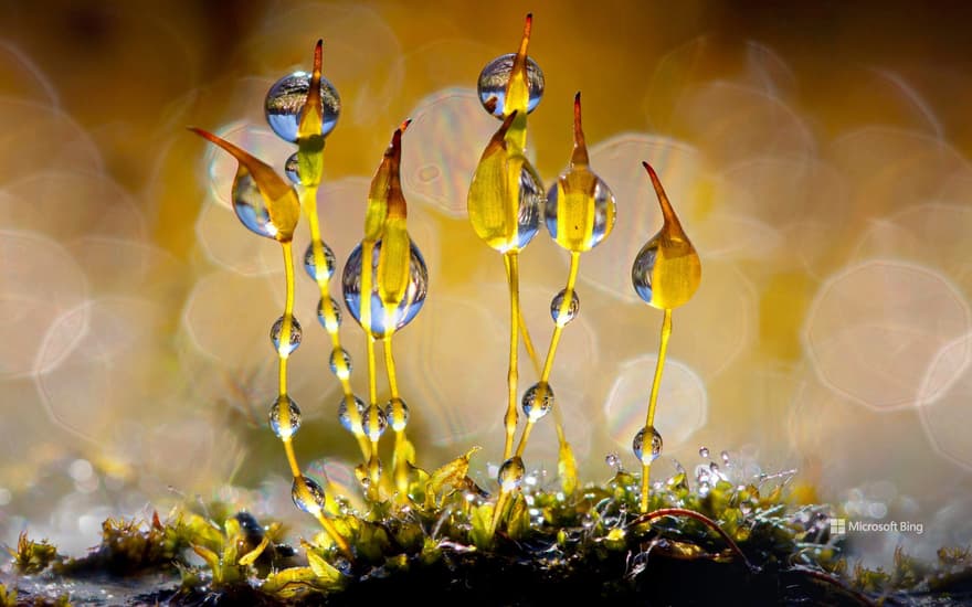 Wall-screw moss glistening with water droplets, Netherlands