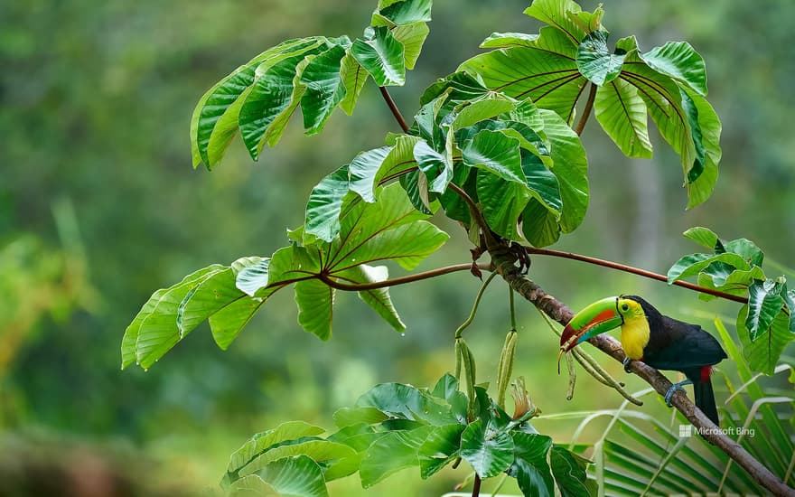 Keel-billed Toucan, Costa Rica
