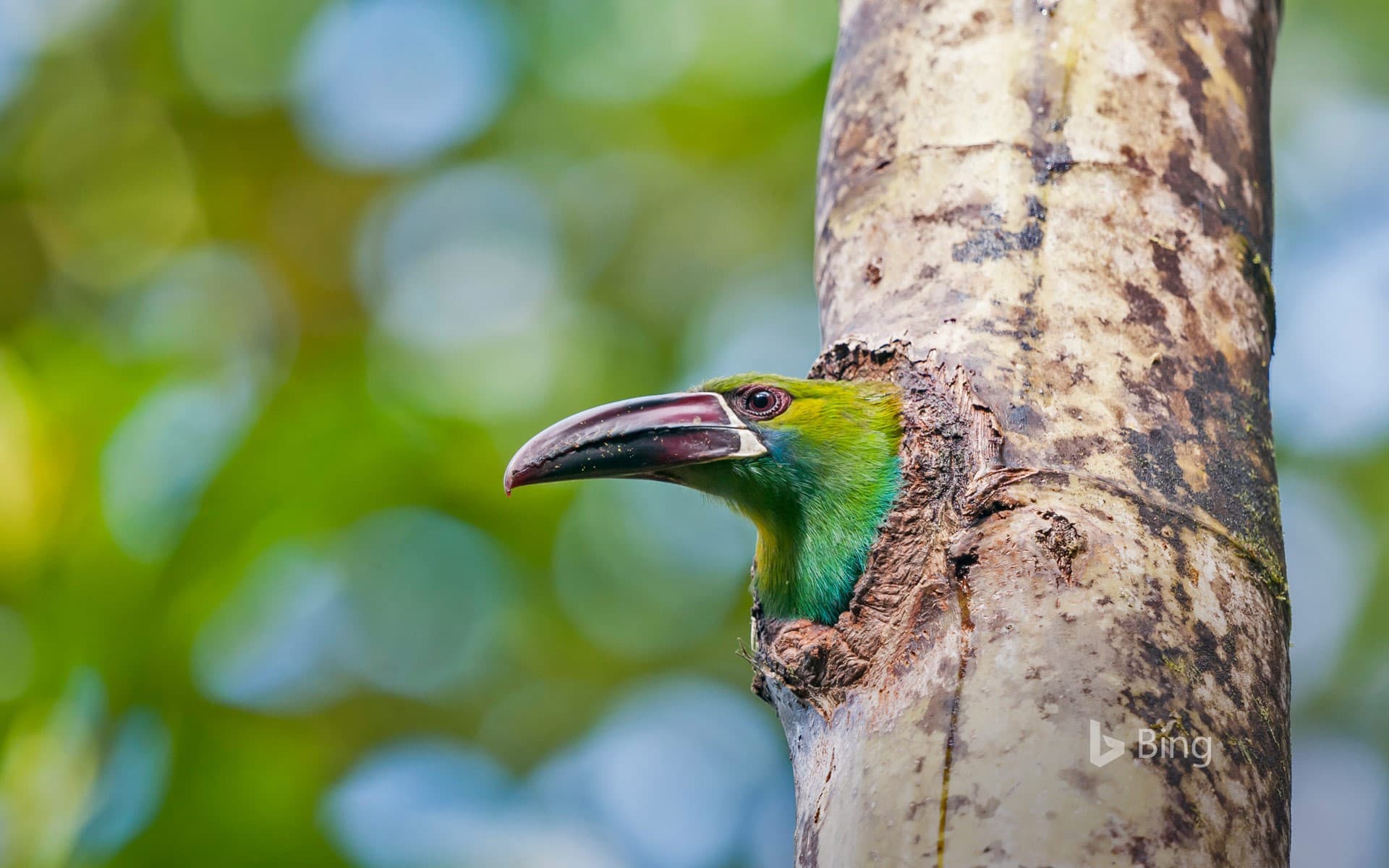 Bing Wallpaper: Crimson-rumped toucanet in the Refugio Paz de Las Aves, Ecuador
