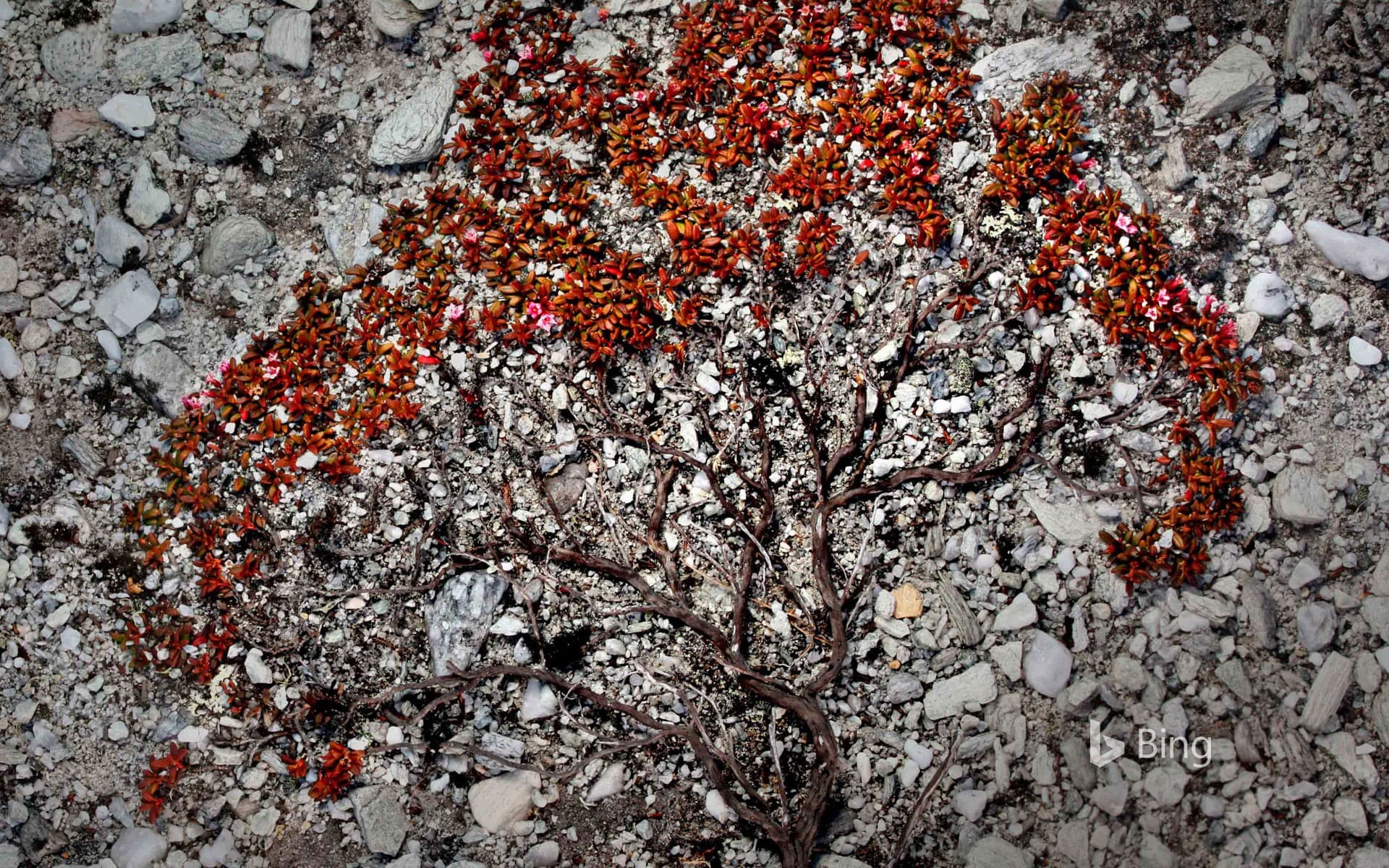 Bing Wallpaper: Trailing azalea growing on a scree slope in Rondane National Park, Norway