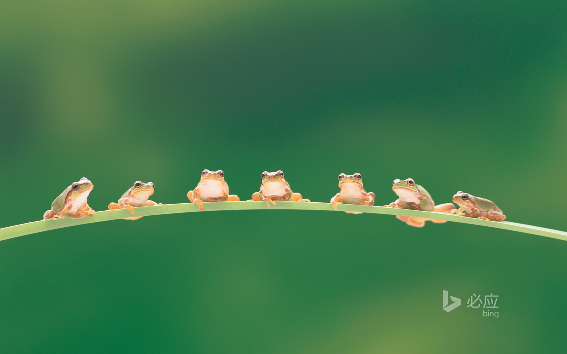 Bing Wallpaper: Tree frog