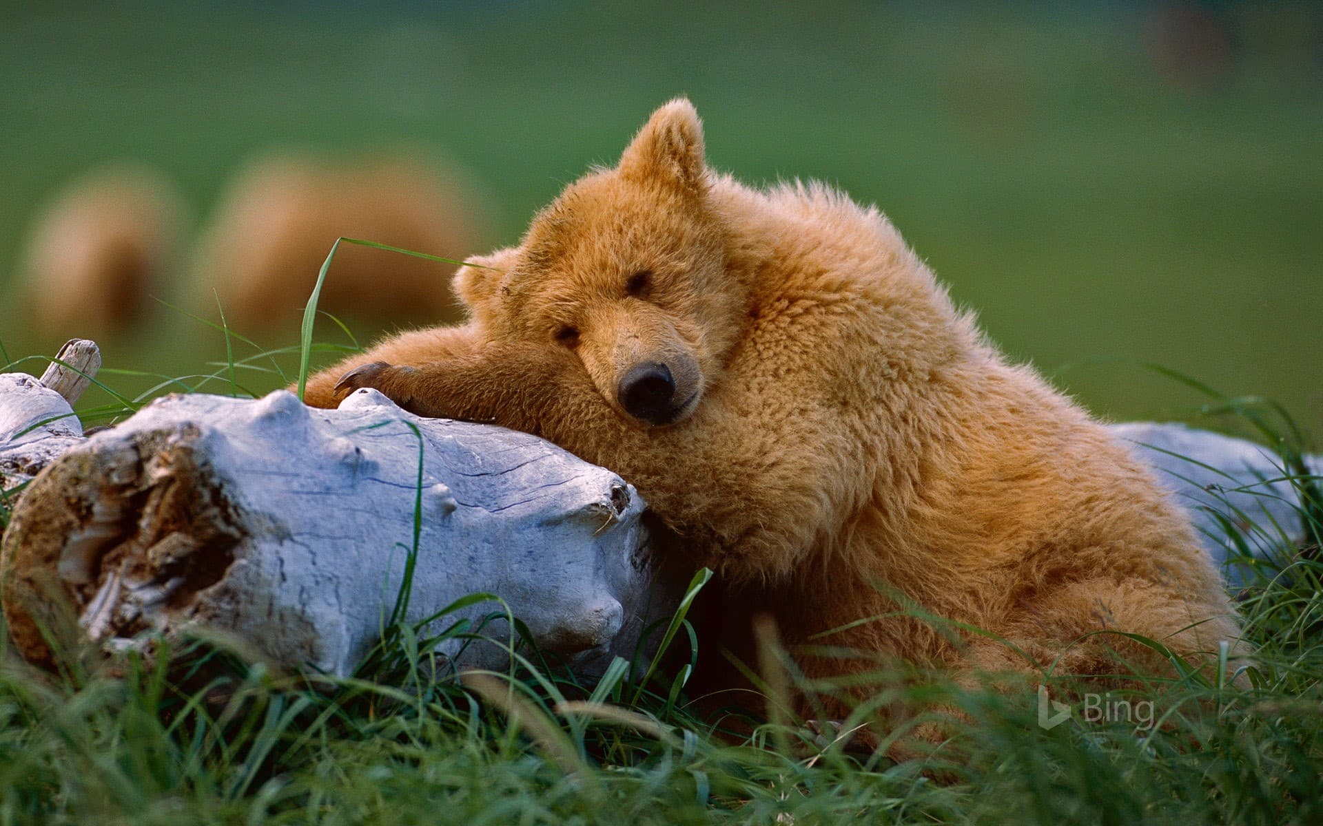 Bing Wallpaper: Napping grizzly bear cub, Katmai National Park and Preserve, Alaska