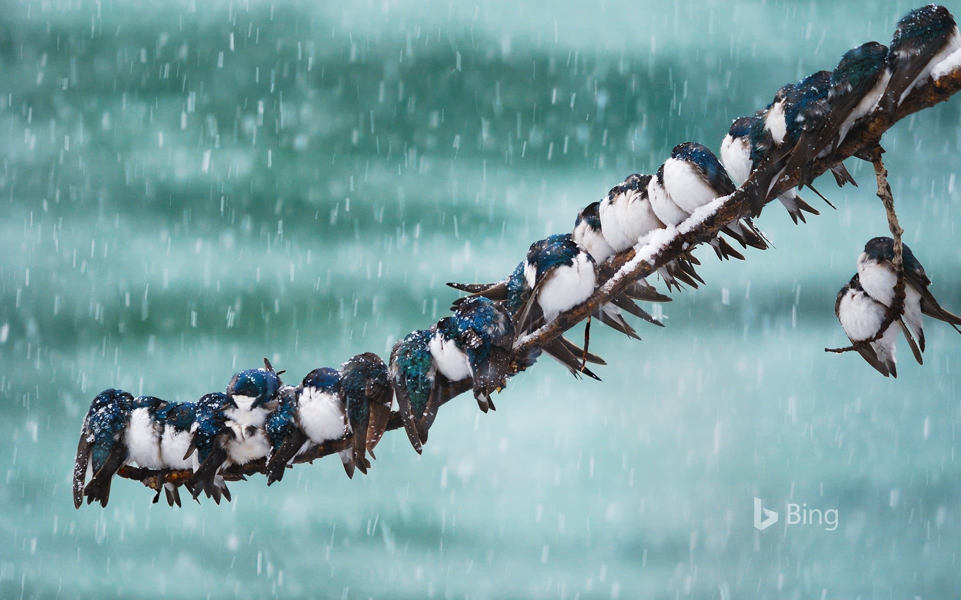 Bing Wallpaper: Tree swallows in a spring snowstorm in Whitehorse, Yukon, Canada