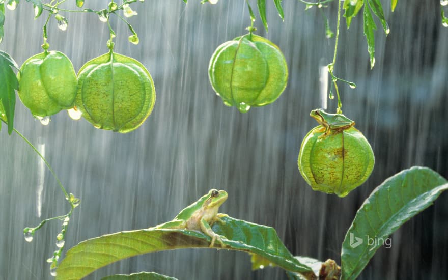 Japanese tree frogs