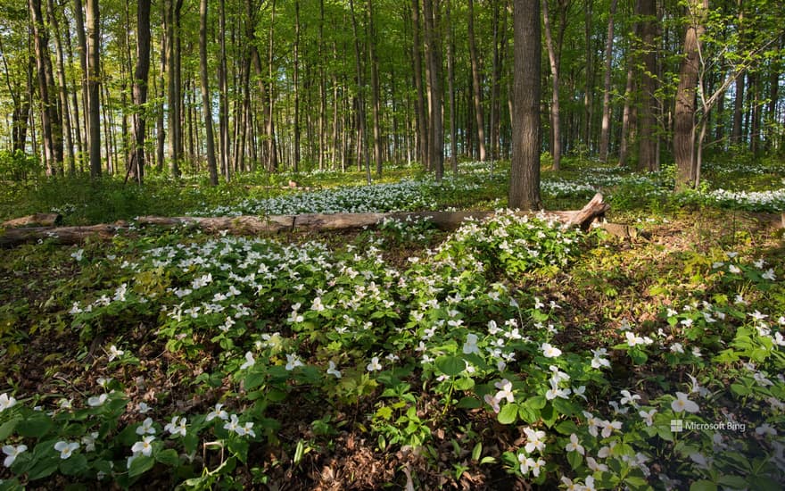 White trillium blooming in Ontario, Canada