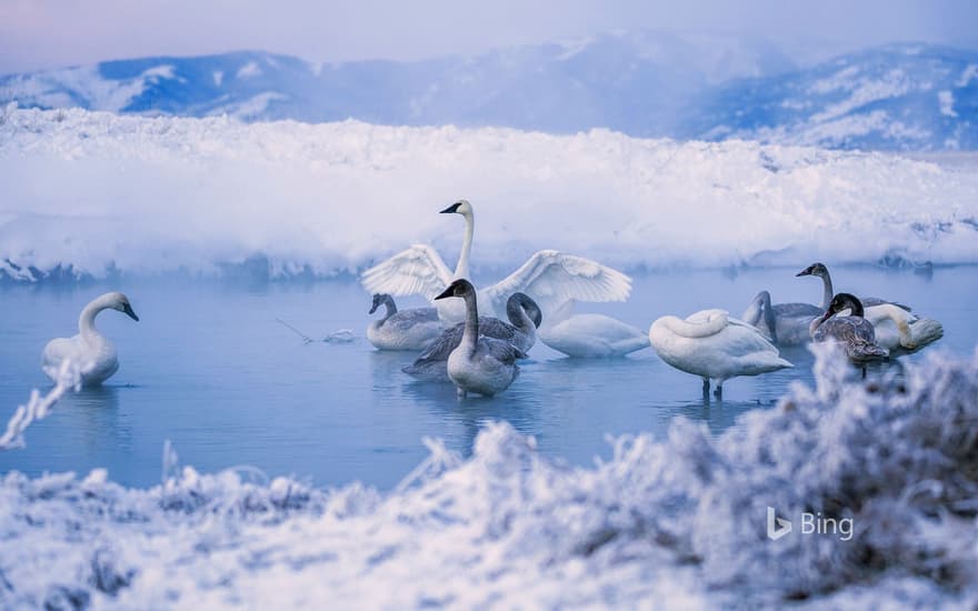 Trumpeter swans at Kelly Warm Springs, near Kelly, Wyoming