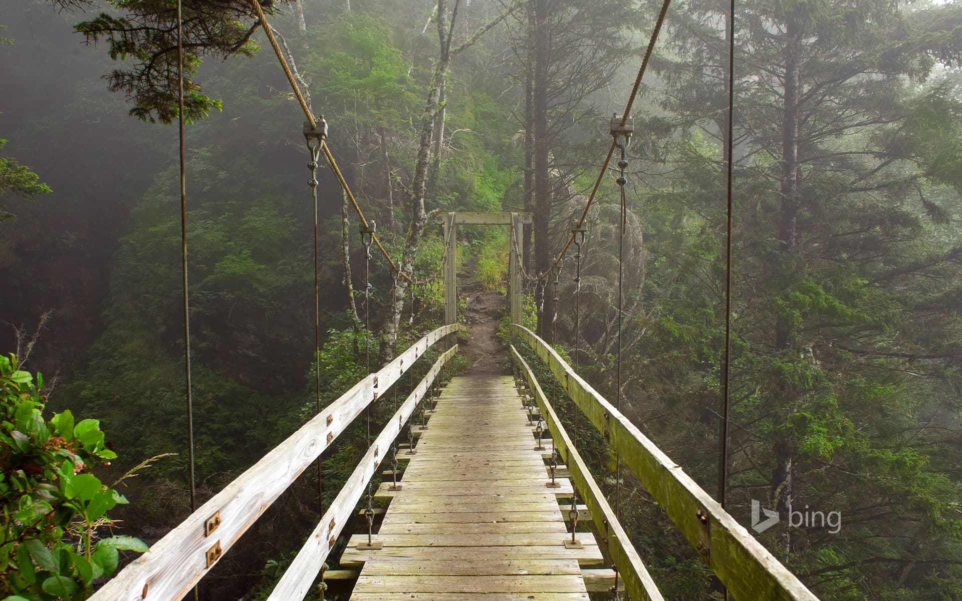 Bing Wallpaper: Hanging bridge across Tsocowis Creek, West Coast Trail on Vancouver Island, British Columbia, Canada