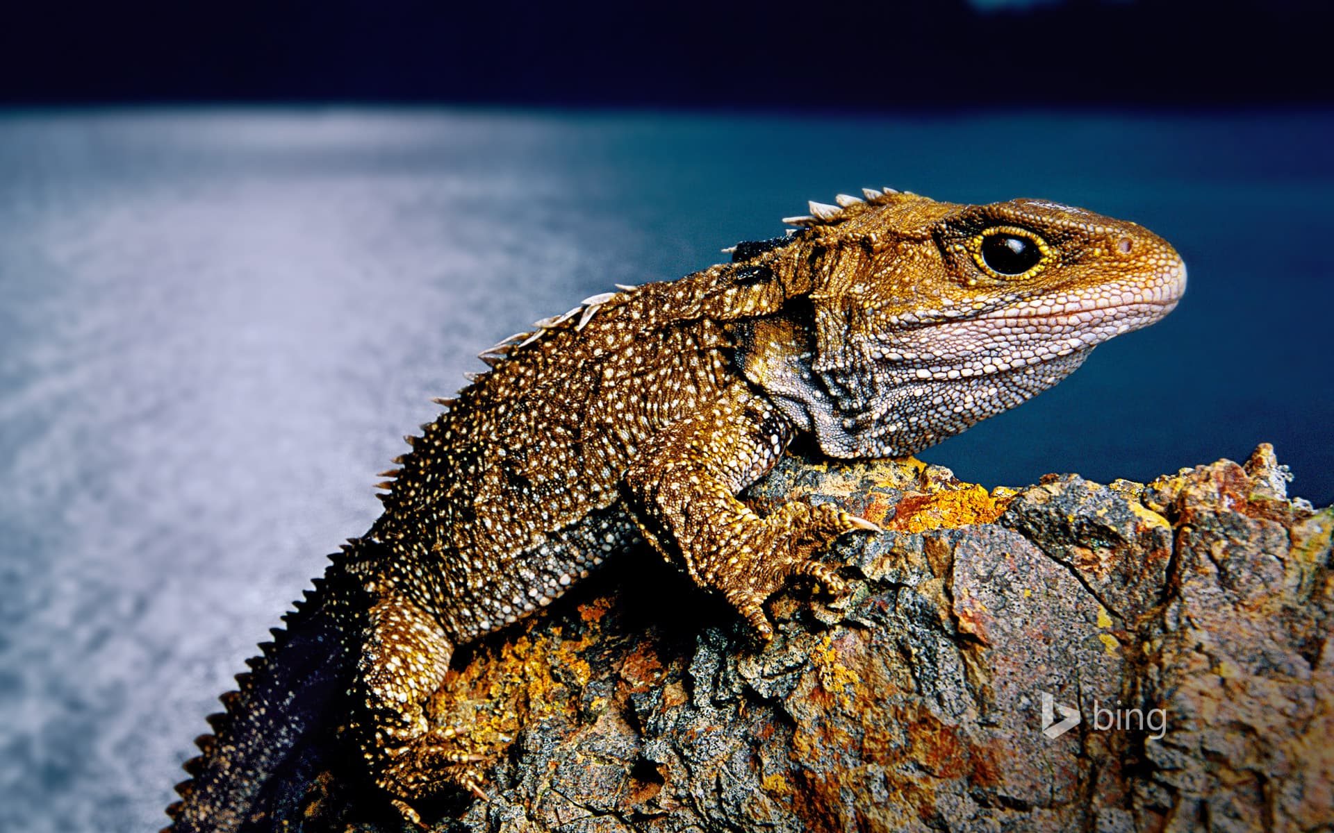 Bing Wallpaper: Tuatara on North Brother Island, New Zealand