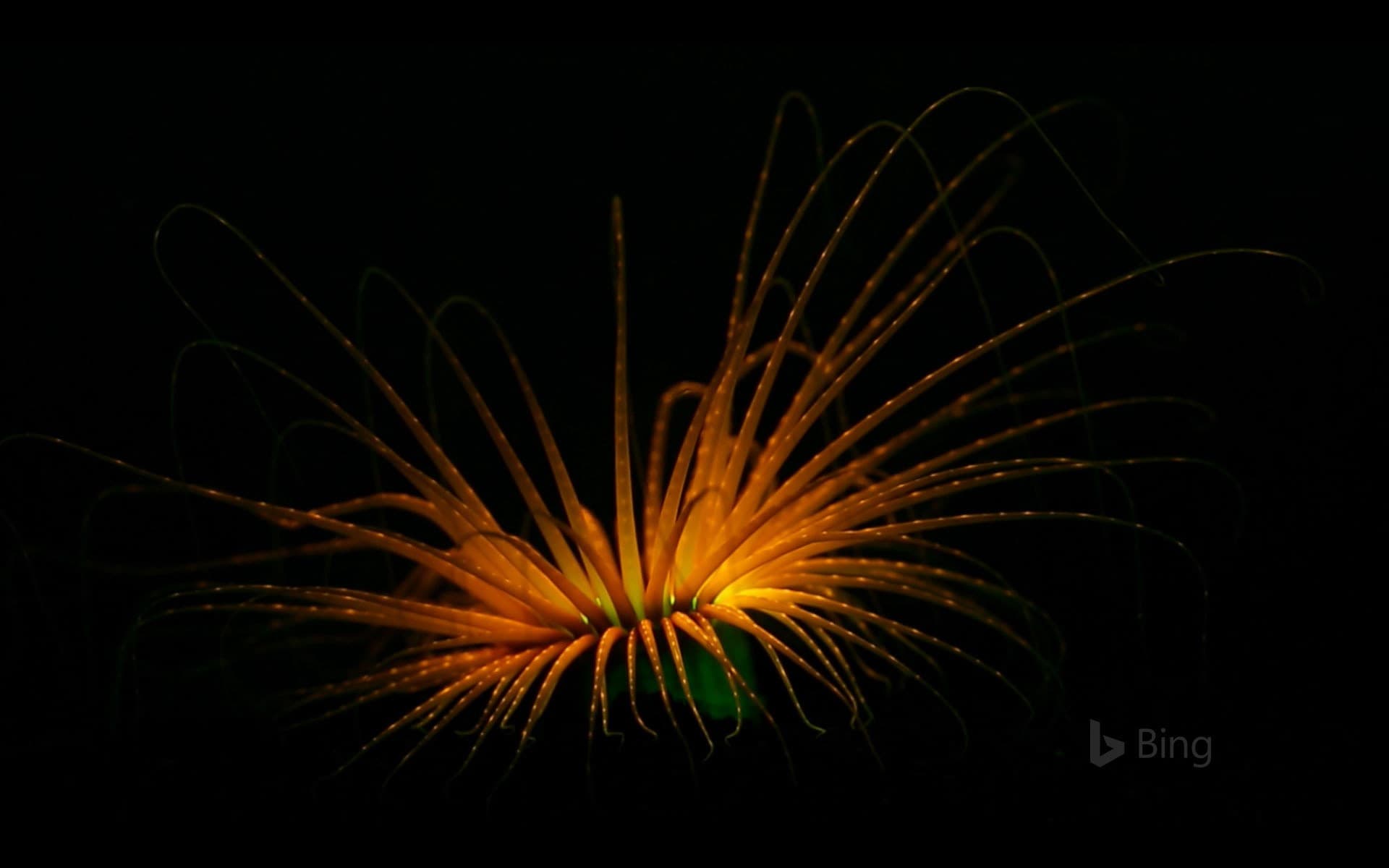 Bing Wallpaper: Tube anemone