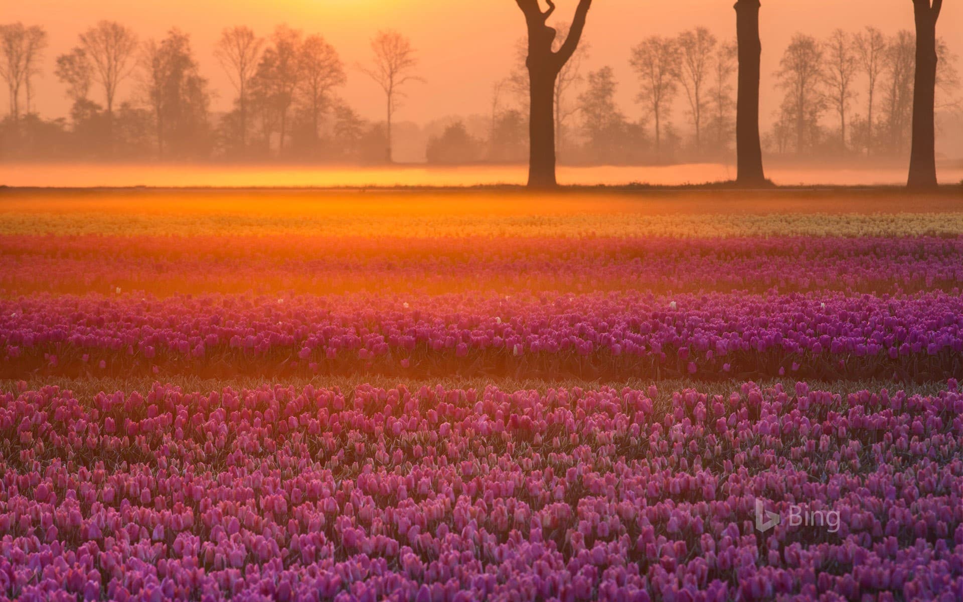 Bing Wallpaper: Tulips near the village of Grolloo in Drenthe province, Netherlands