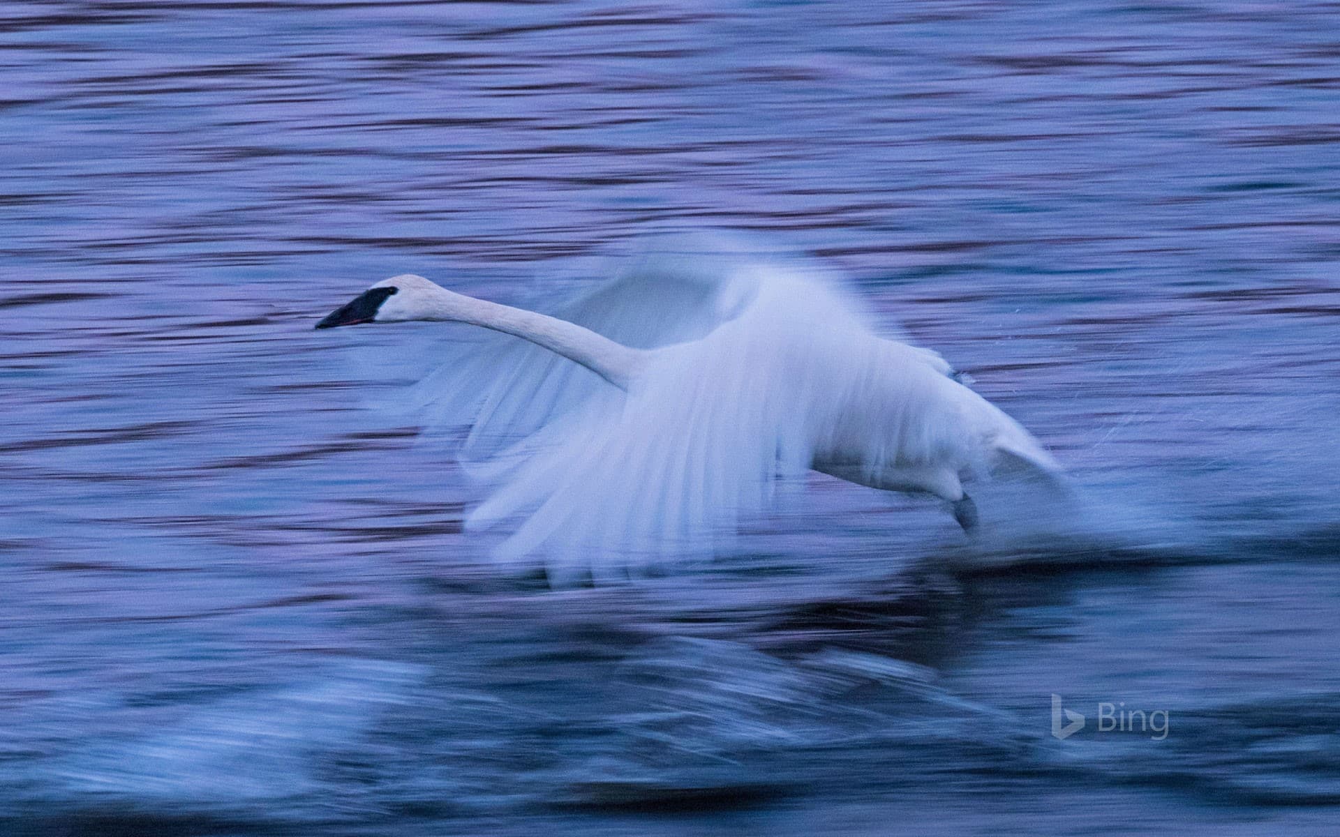 Bing Wallpaper: A tundra swan on the Mississippi River in Monticello, Minnesota, USA