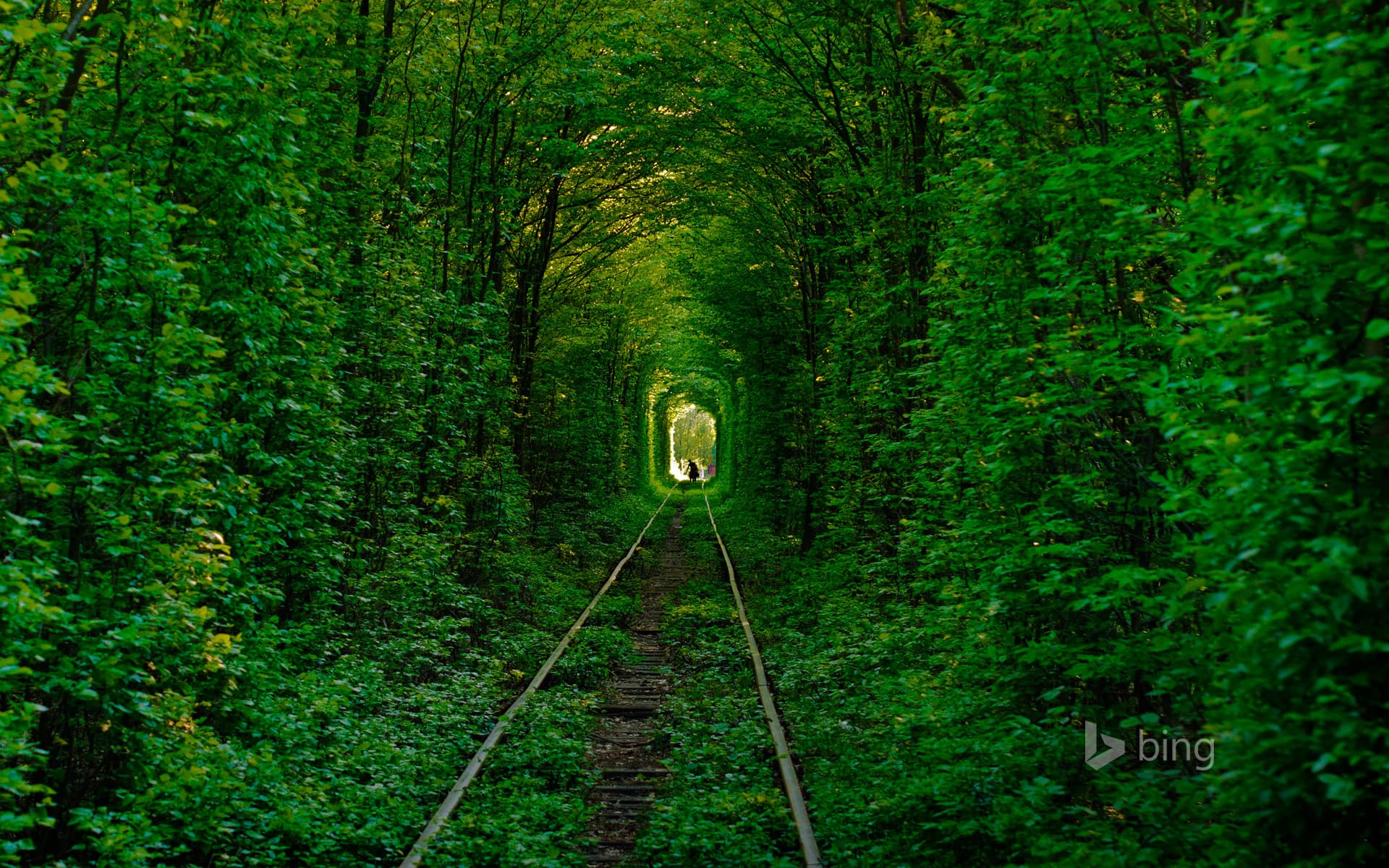 Bing Wallpaper: Tunnel of Love in Klevan, Ukraine