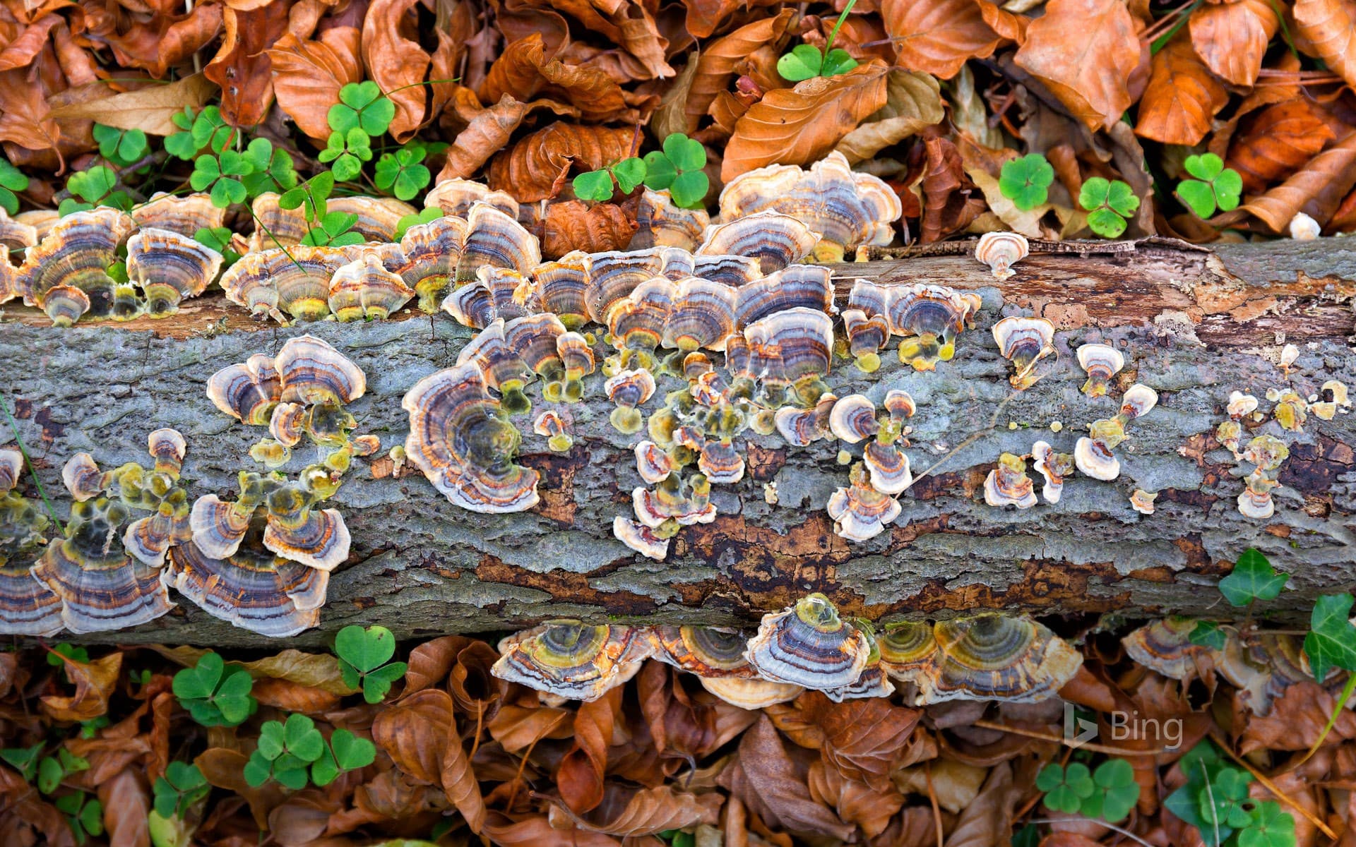 Bing Wallpaper: Turkey tail fungus in Gorbea Natural Park, Spain