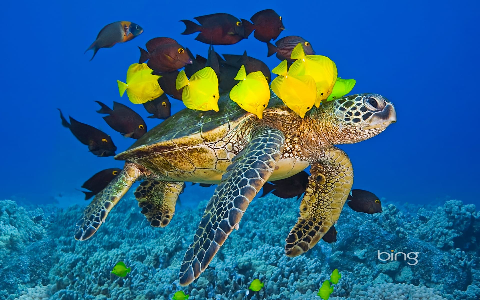 Bing Wallpaper: Green sea turtle being cleaned by reef fish off the Kona Coast, Big Island, Hawaii