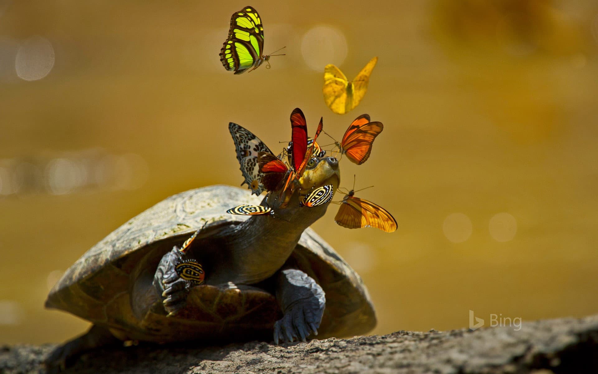 Bing Wallpaper: A yellow-spotted river turtle in Yasuni National Park, Ecuador