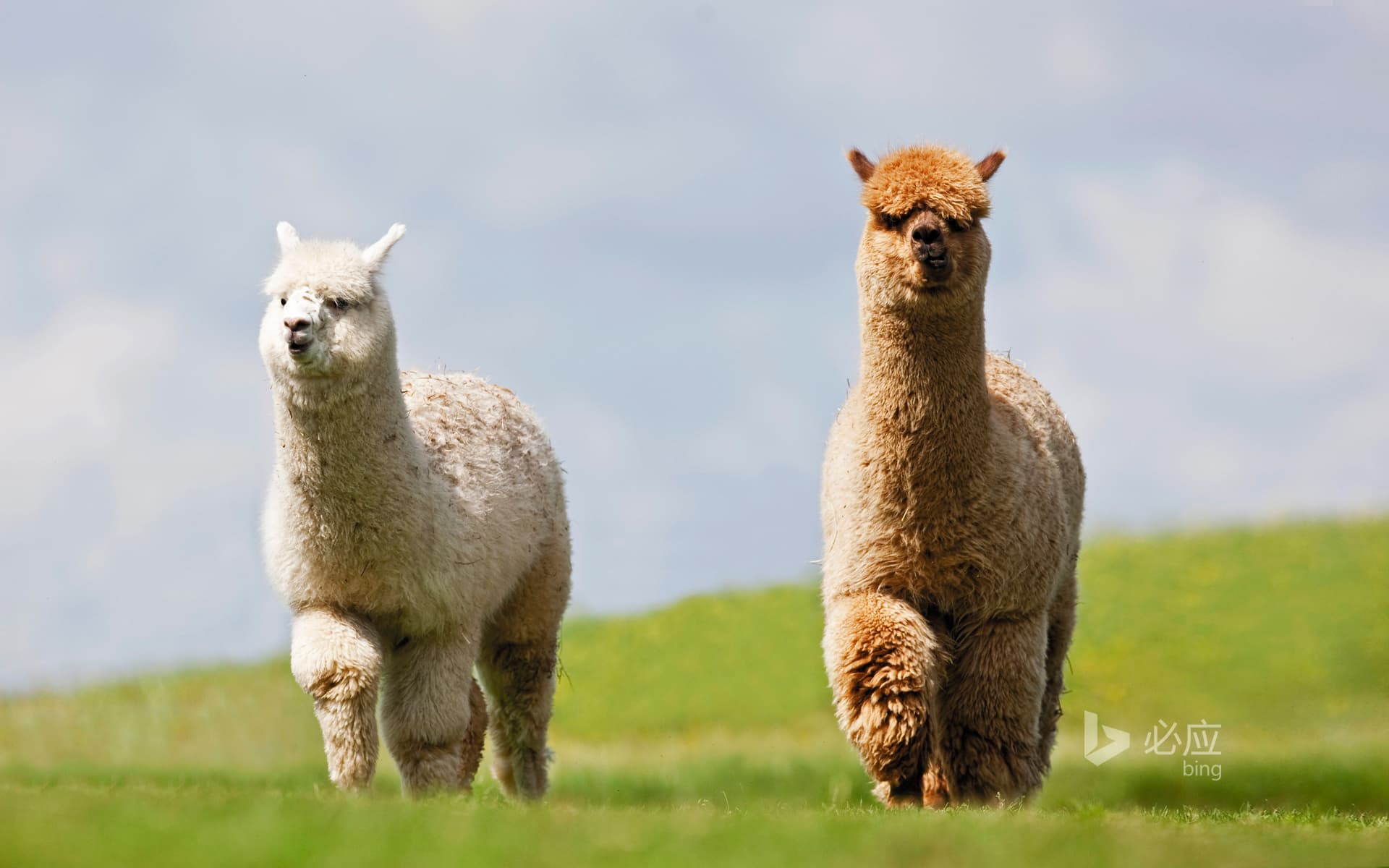 Bing Wallpaper: Two llamas on the grass
