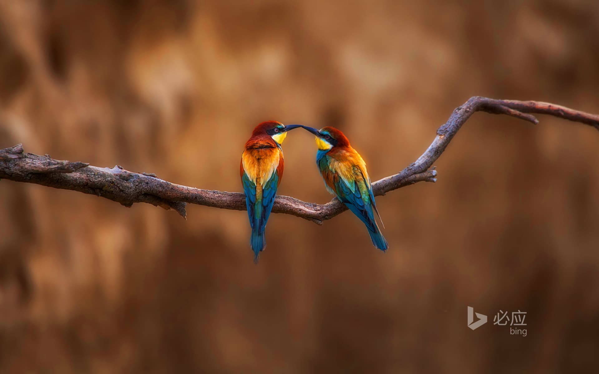 Bing Wallpaper: Two birds resting on a branch