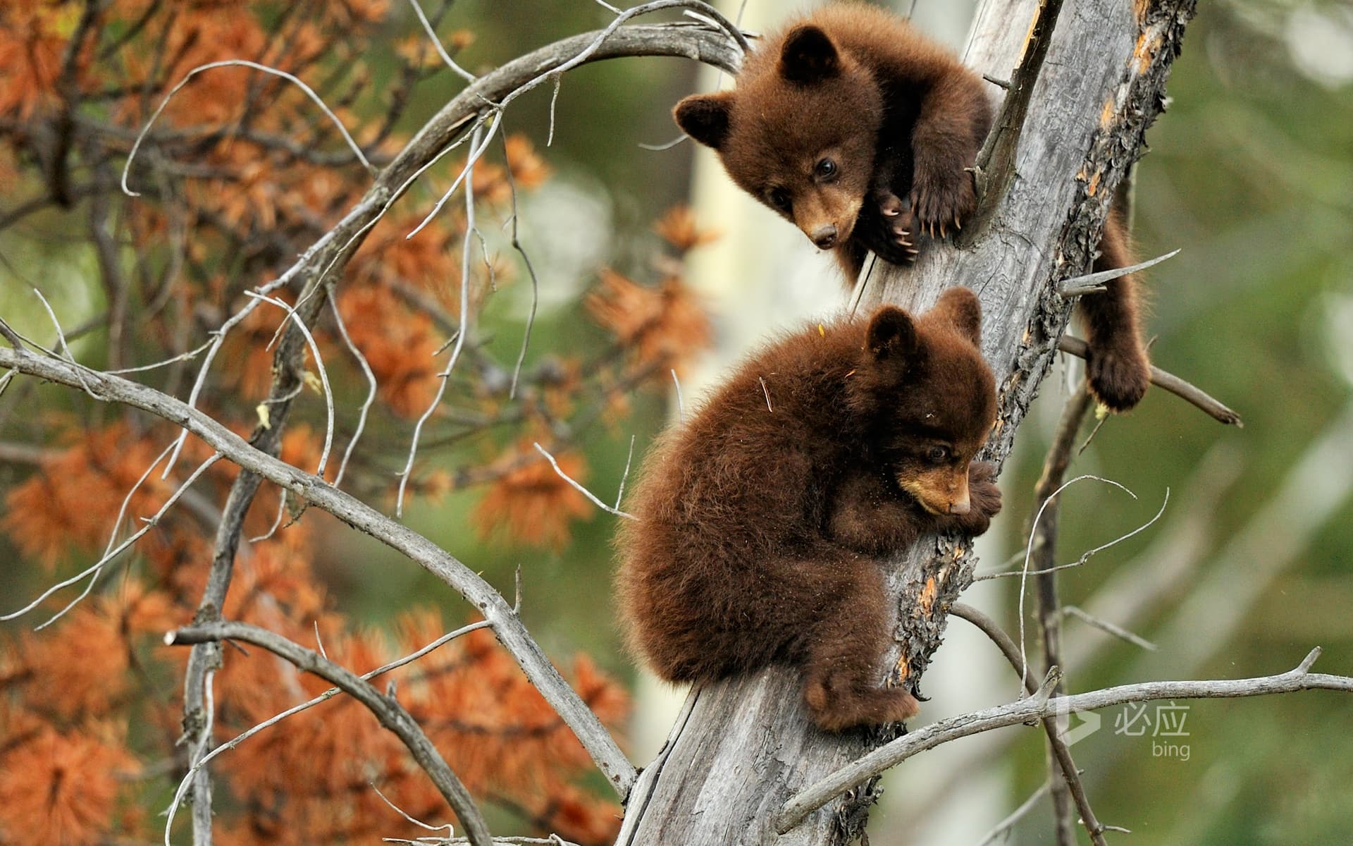 Bing Wallpaper: Two American black bear cubs playing on a dead branch